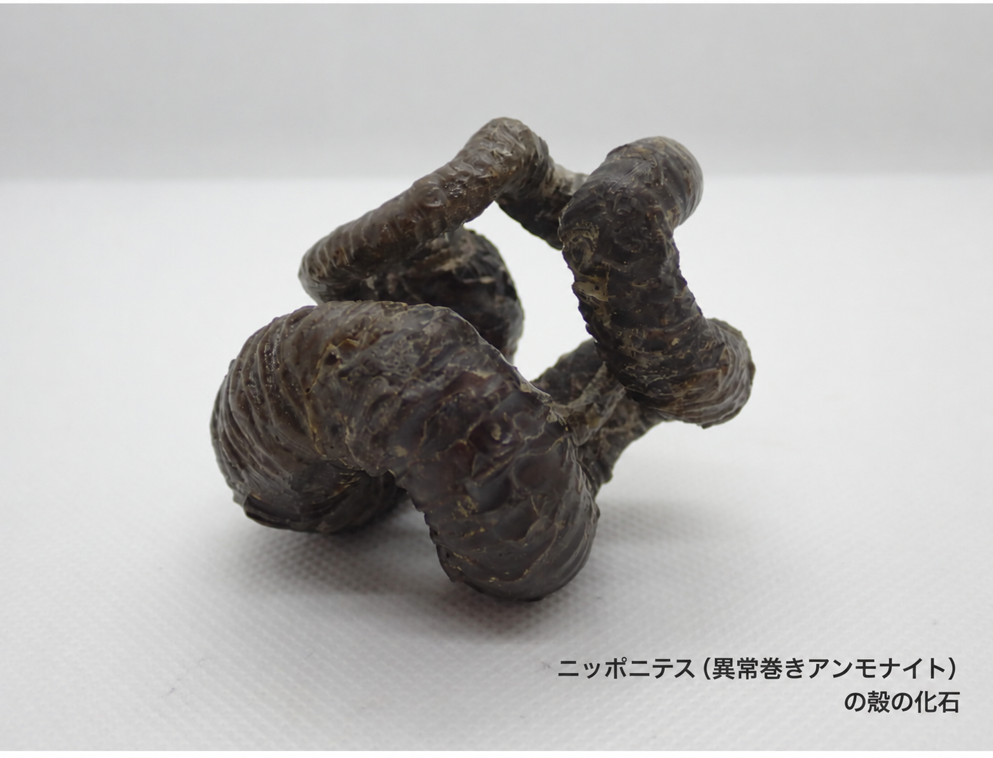 ニッポニテス（異常巻きアンモナイト）の殻の化石