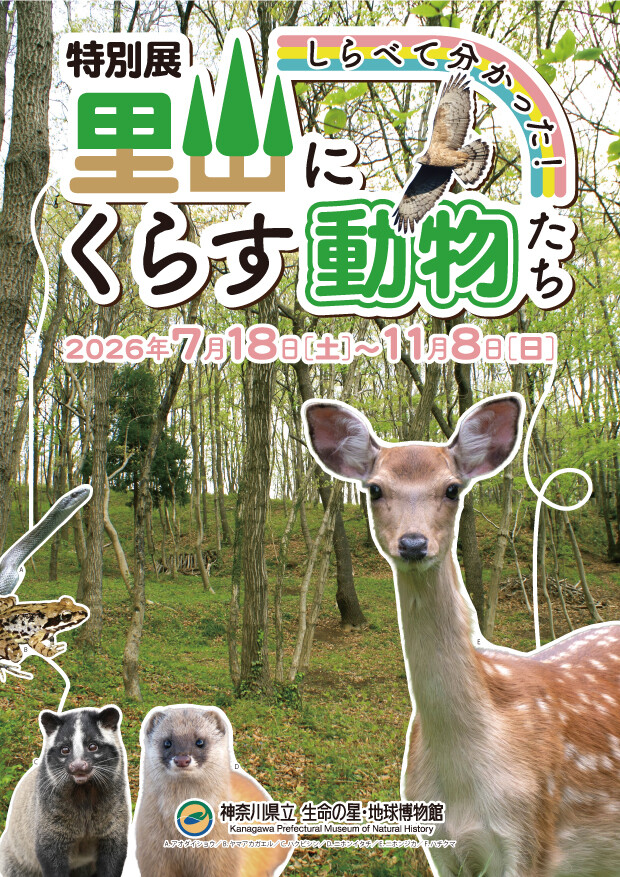 里山の動物たち（仮称） 公式展示関連画像
